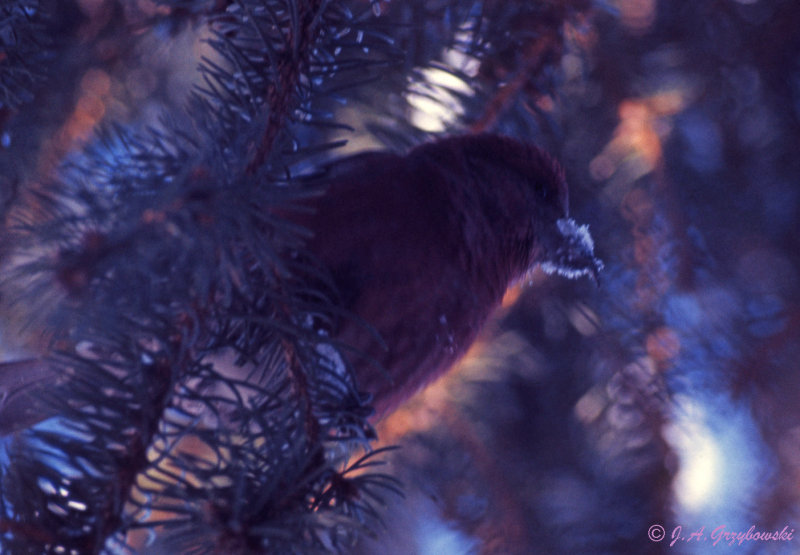 Red Crossbill  male