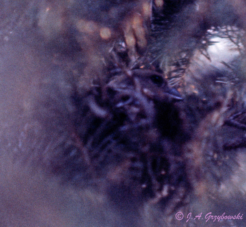 Red Crossbill  female on nest
