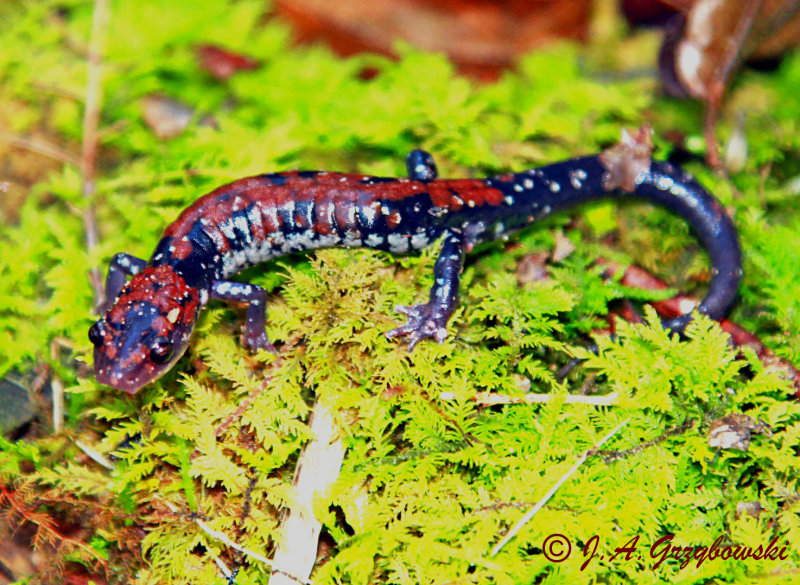 Rich Mountain Salamander (Plethodon ouachitae)