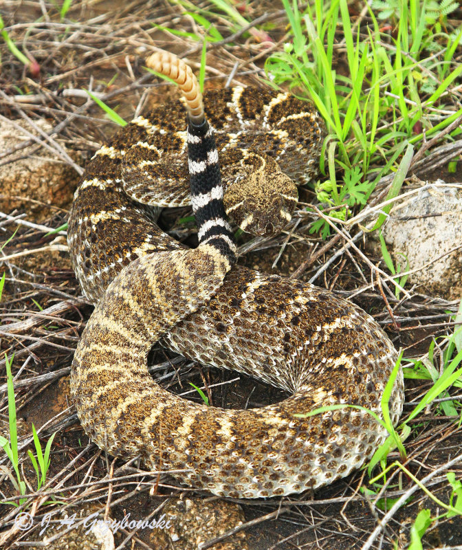 Western Diamondback (Crotalus atrox)