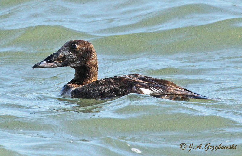 White-winged Scoter