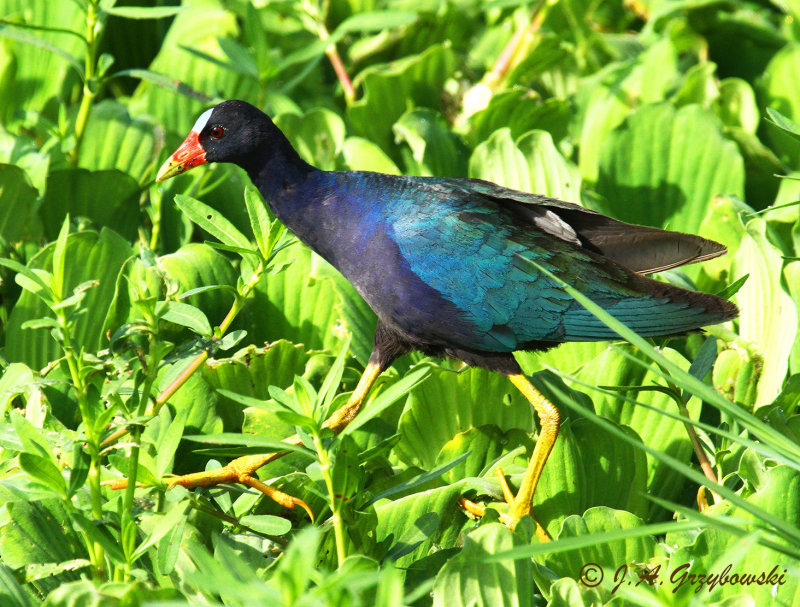 Purple Gallinule