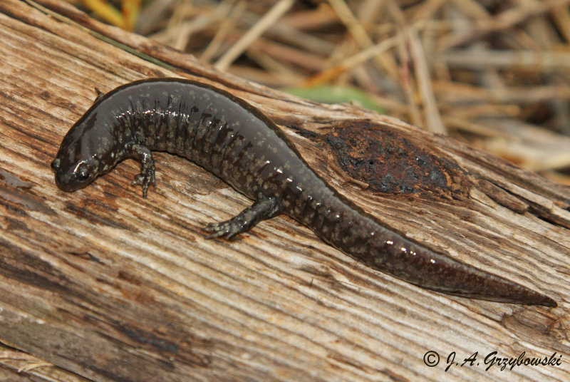 Smallmouth Salamander (Ambystoma texanum)