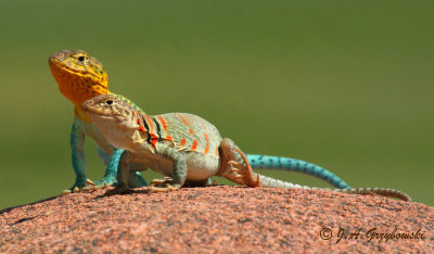 Eastern Collared Lizard (Crotophytus collaris collaris)