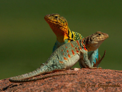 Eastern Collared Lizard (Crotophytus collaris collaris)