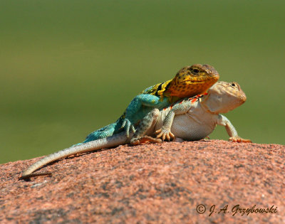 Eastern Collared Lizard (Crotophytus collaris collaris)