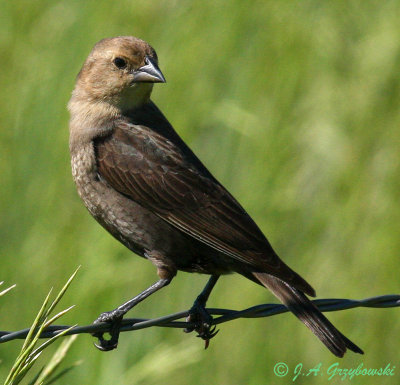 female Brown-headed Cowbird