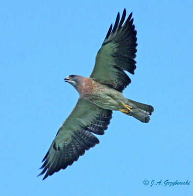 Swainson's Hawk