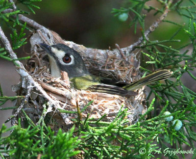 Black-capped Vireo--female