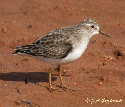 Least Sandpiper