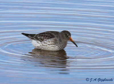 Purple Sandpiper