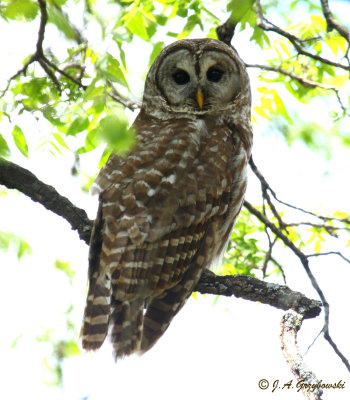 Barred Owl in light
