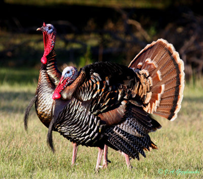 Wild Turkey