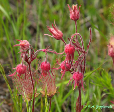 prairie smoke (Geum trifolium)