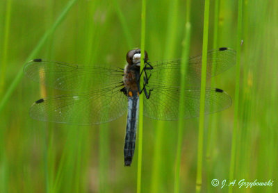 Dot-tailed Whiteface (Leucorrhinia intacta)