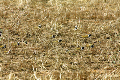 Will all the American Golden-Plovers...