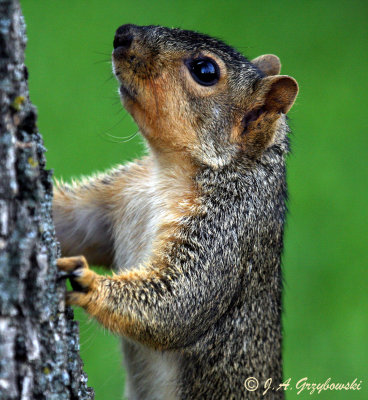 Fox Squirrel (Sciurus niger)