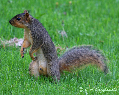 Fox Squirrel (Sciurus niger)