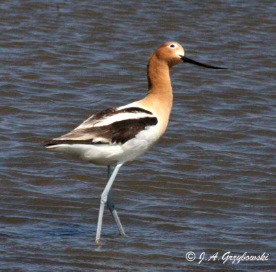 American Avocet keeping an eye out.