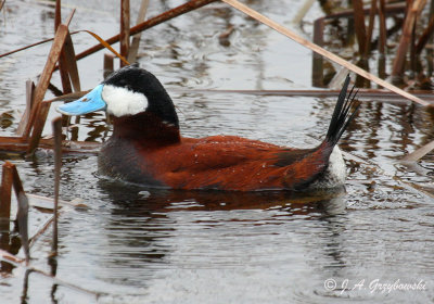 Ruddy Duck