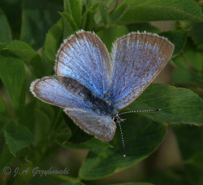 Reakirt's Blue (Hemiargus isola)