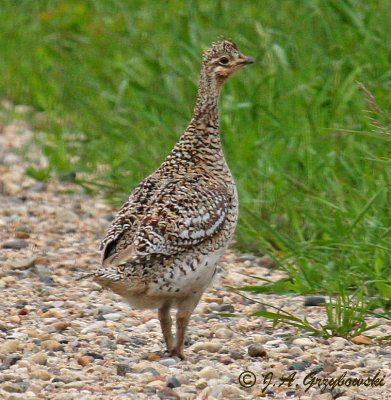 Sharp-tailed Grouse