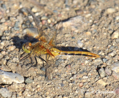 Cherry-faced Meadowhawk (Sympetrum internum)