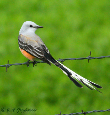 Scissor-tailed Flycatcher