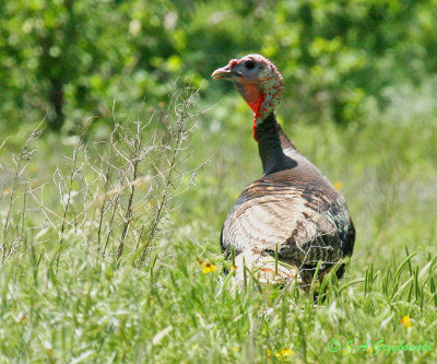 Wild Turkey