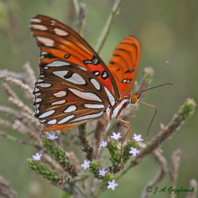 Gulf Fritillary (Agraulis vanillae)