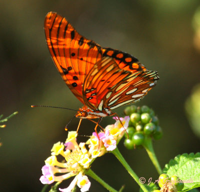 Gulf Fritillary (Agraulis vanillae)