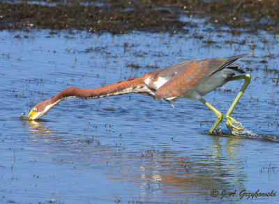 Tricolored Heron