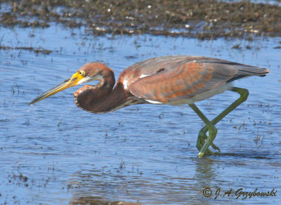 Tricolored Heron