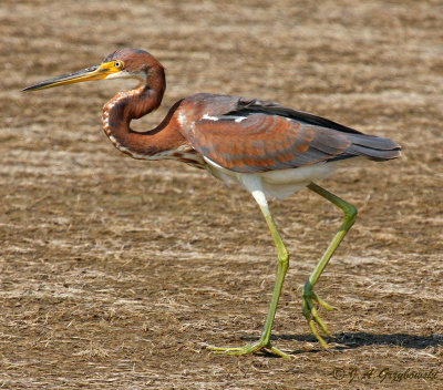 Tricolored Heron