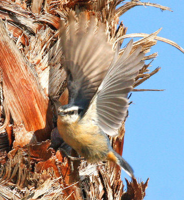 Red-breasted Nuthatch in a palm tree