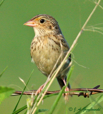 juvenile Grasshopper Sparrow