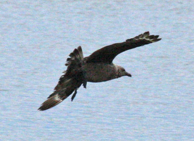 skua in Oklahoma