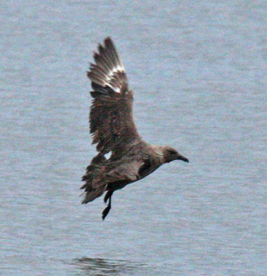 skua in Oklahoma