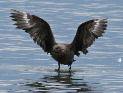 skua in Oklahoma