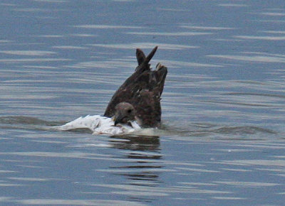 skua on Cattle Egret