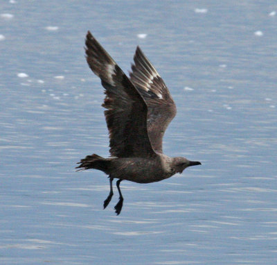 skua in Oklahoma