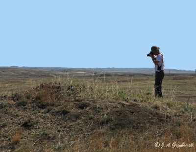 Historic ground nest of Ferruginous Hawk