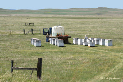 Bee-hives on the prairie