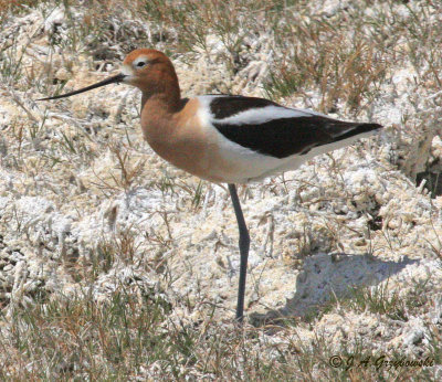 American Avocet