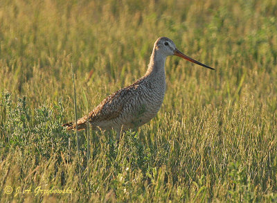 Marbled Godwit