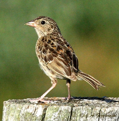 juvenile Grasshopper Sparrow