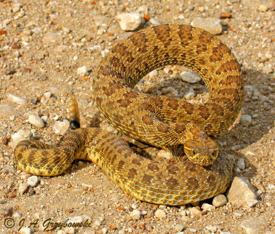 Prairie Rattlesnake (Crotalus viridis)