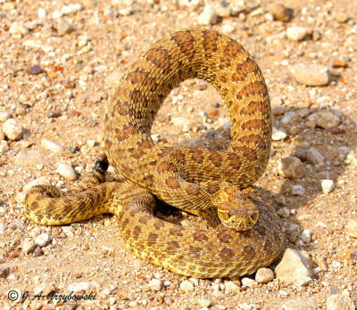 Prairie Rattlesnake (Crotalus viridis)