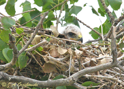 Swainson's Hawk in nest