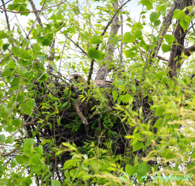 Swainsons Hawk on nest